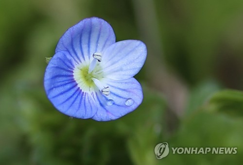 꽃잎에 물방울 맺힌 큰개불알풀