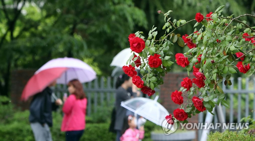 장미대선 풍경…우산쓰고 투표 행렬
