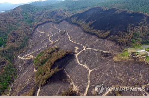 지난해 5월 삼척 산불로 잿더미 된 산림