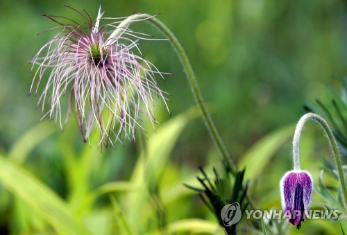 할미꽃