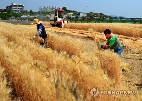 '황금들녘' 망종 앞두고 보리 수확 한창