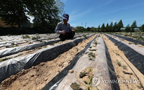 '비는 언제쯤'
