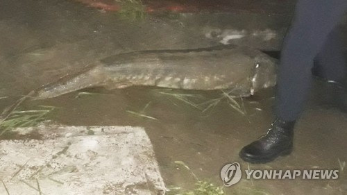 대전천서 발견된 철갑상어