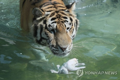 '오늘 닭으로 몸보신'