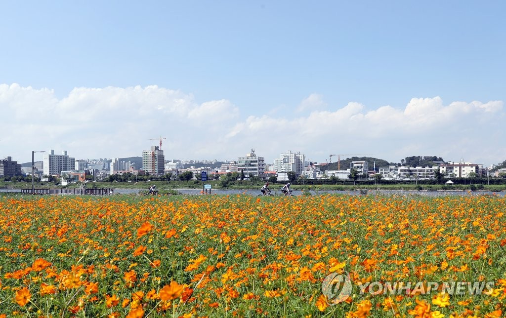 황하코스모스와 파란 하늘