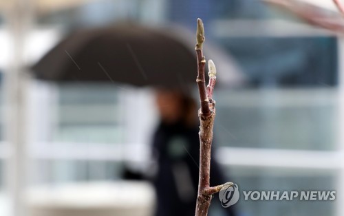 봄비 맞는 목련나무 꽃망울