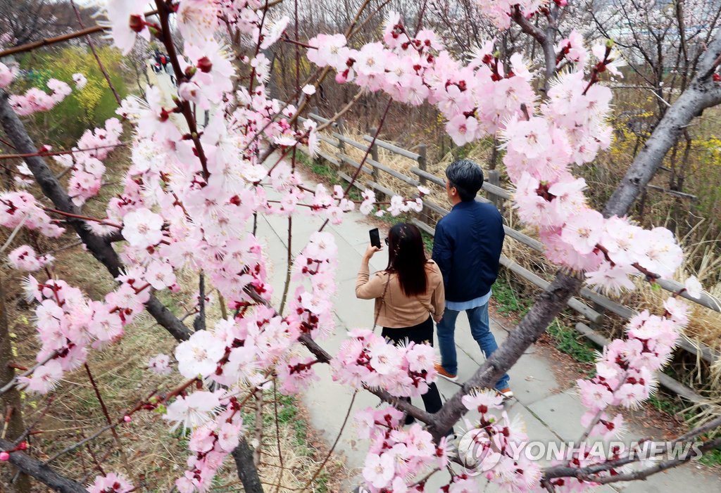 벚꽃 핀 서울 여의도 한강공원 모습