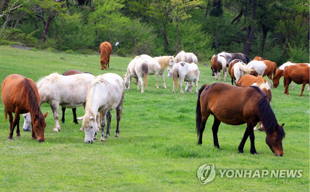 한라산 중턱 초원으로 나온 제주마