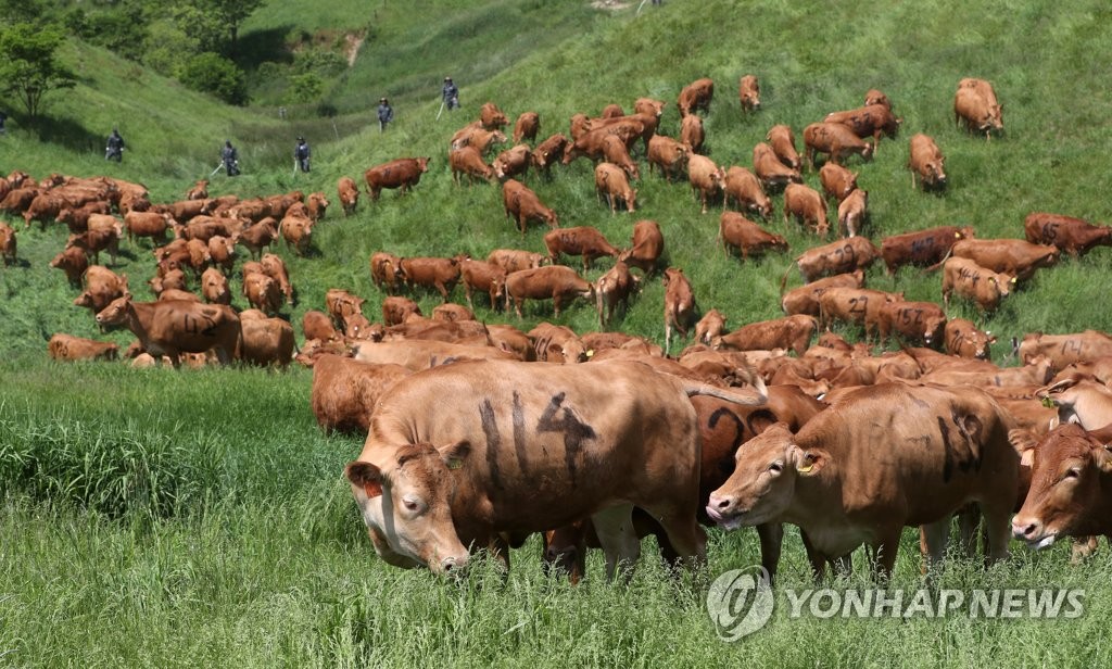 대관령 초원 위 한우들