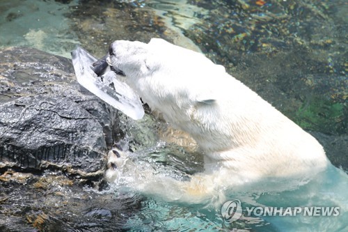 올 6월 한국에서 보내는 마지막 여름…북금곰 '통키'
