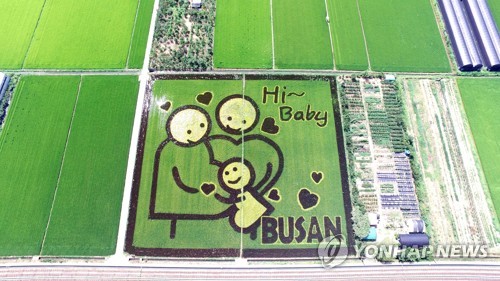 부산시 출산장려 홍보 논 아트 조성