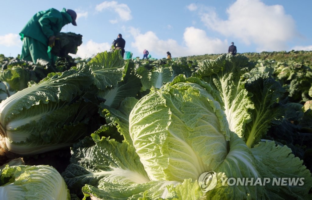 싱싱한 고랭지 배추 출하