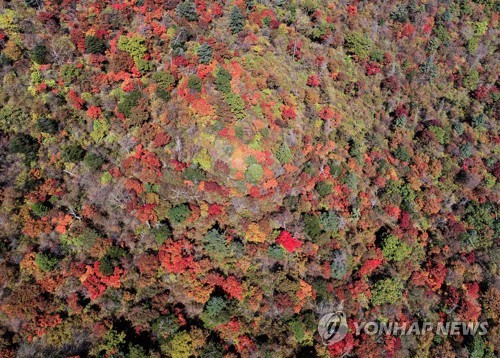 단풍, 한 폭의 수채화