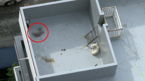 "훼손된 강아지 사체 옥상 방치" 학대 의심 신고