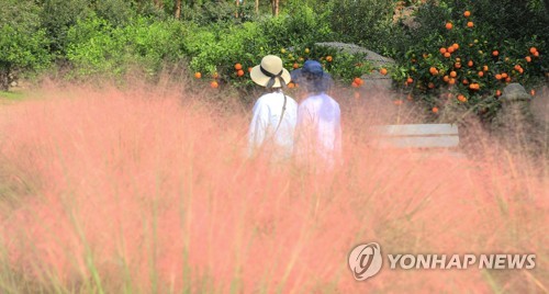 '휴애리는 핑크뮬리 천국'