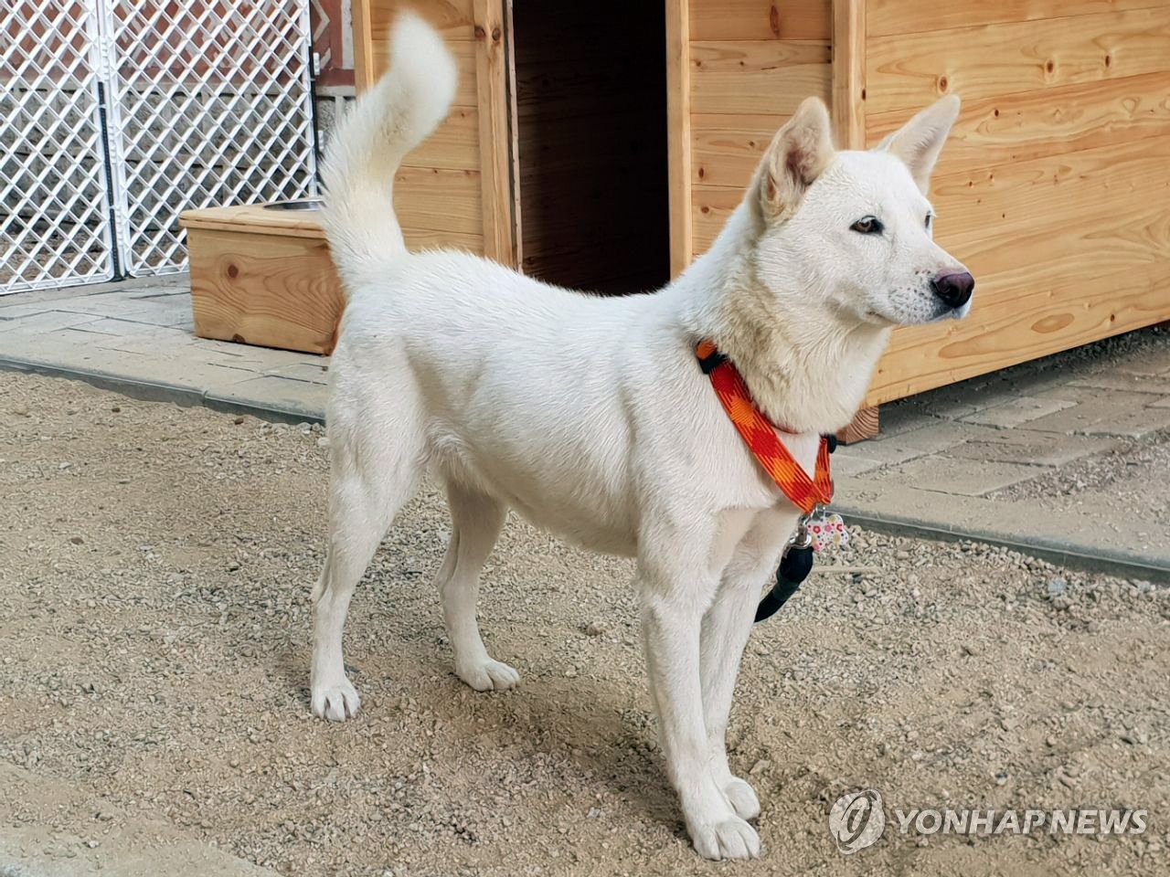 북에서 온 풍산개 '곰이' '새끼 6마리 낳아'