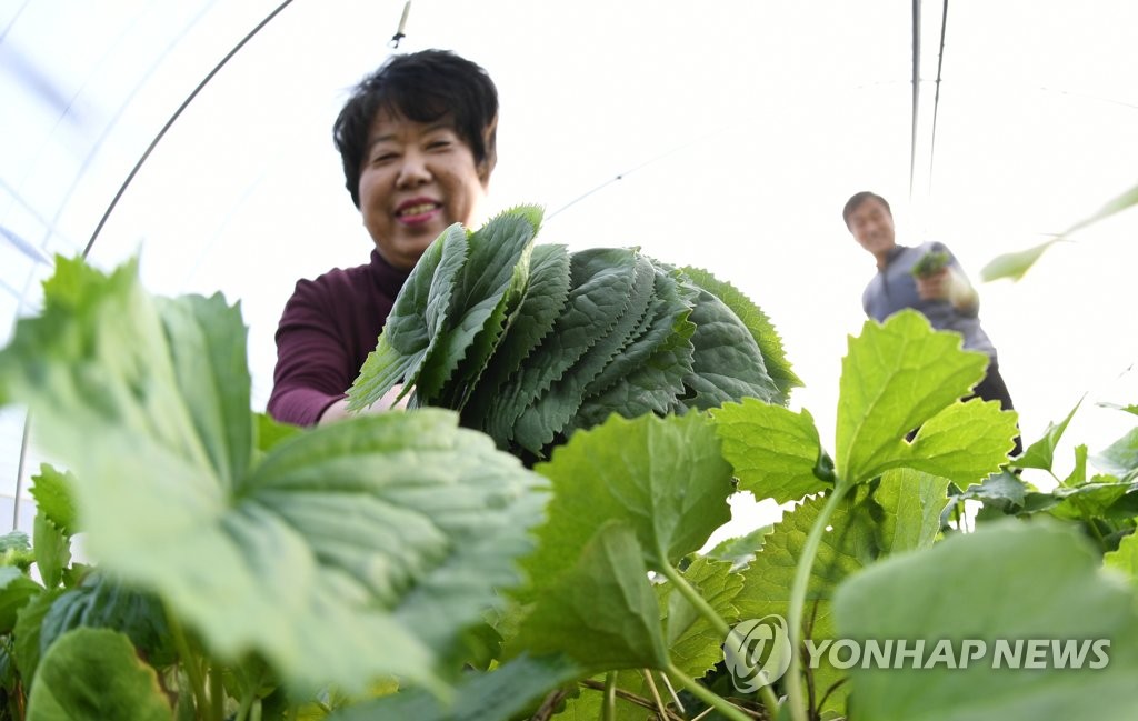 봄 입맛 돋울 '거창 곤달비' 수확