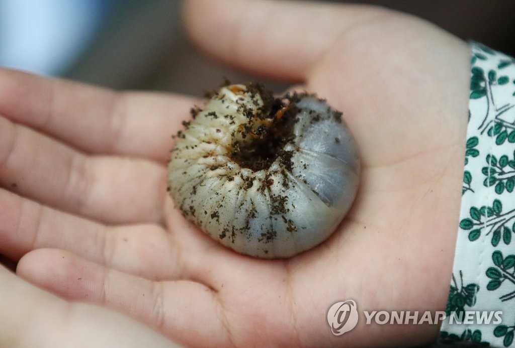 '커다란 딱정벌레 유충'