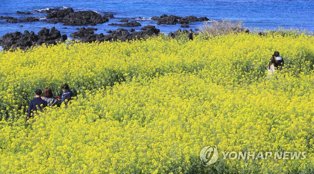 موسم تفتح زهور الكانولا في جيجو موسم تفتح زهور الكانولا في جيجو