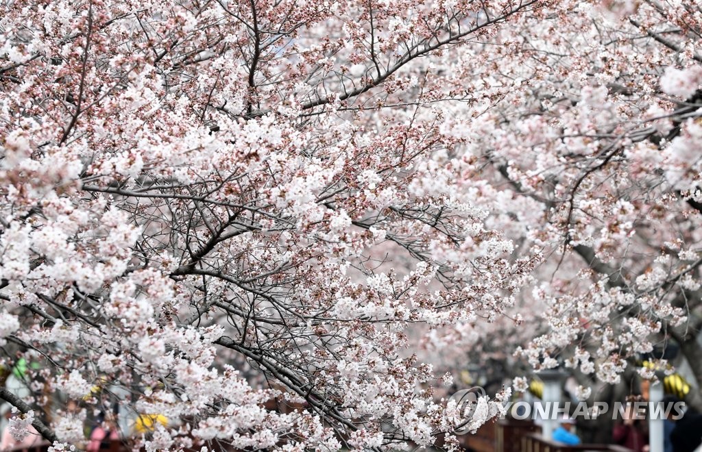 Cerisiers à Jinhae Cerisiers à Jinhae