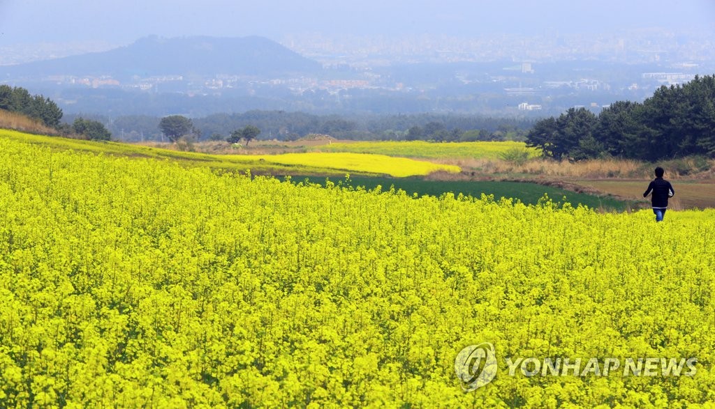 Rape blossoms Rape blossoms