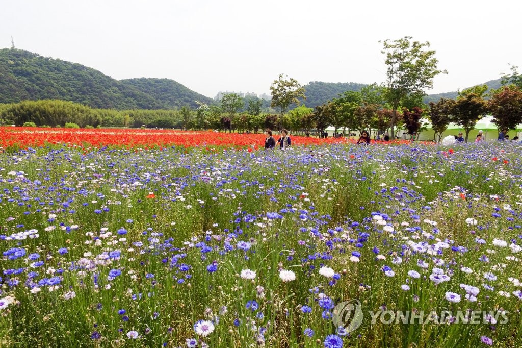태화강 봄꽃 대향연
