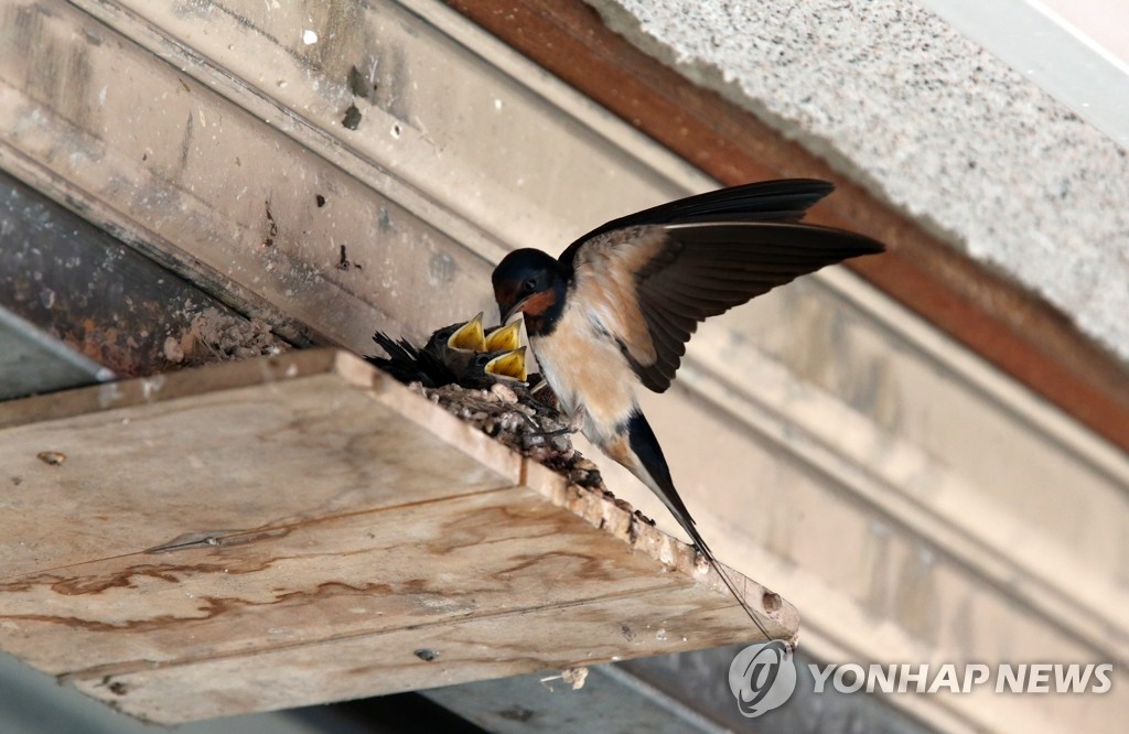 "어느 녀석부터 줄까"