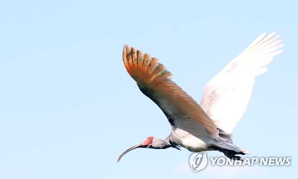 40년 만에 방사된 따오기