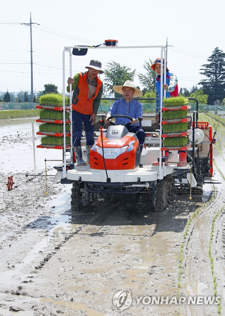 Moon experiences rice planting Moon experiences rice planting