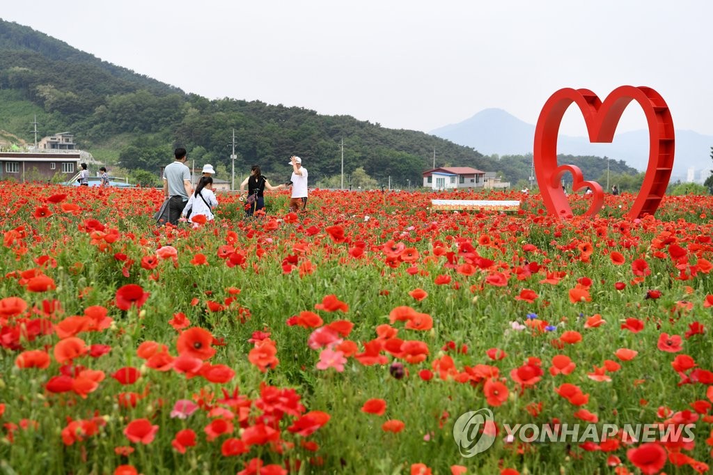 Coquelicots Coquelicots