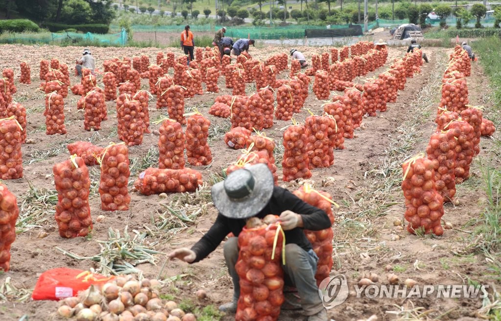 Onion harvesting Onion harvesting