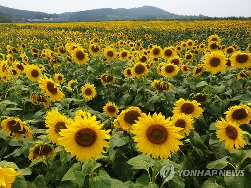 활짝 핀 해남 해바라기