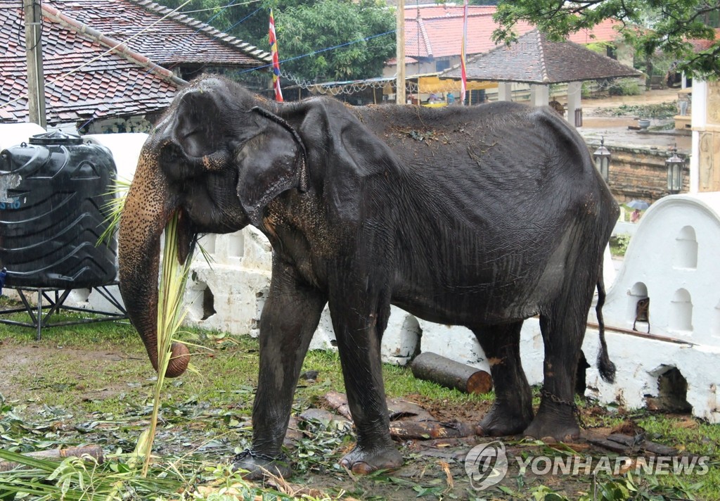 축제에 동원된 깡마른 코끼리 '티키리'