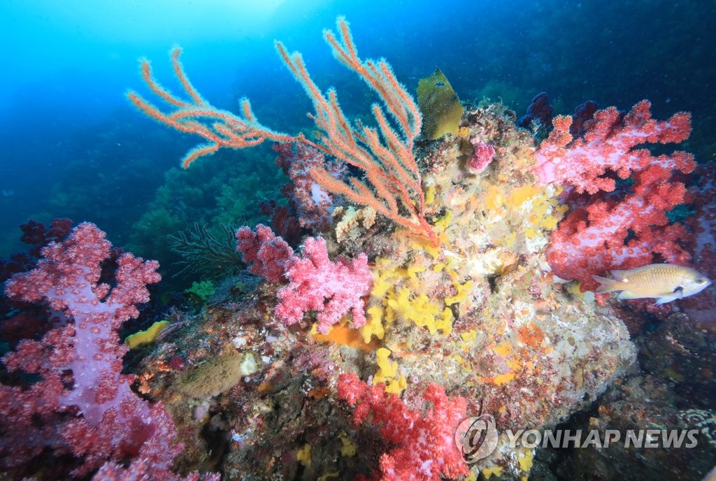 문섬의 화려한 연산호