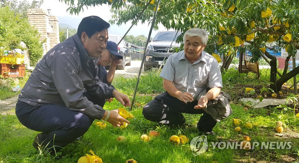 강원농협, 태풍 피해 농가 점검