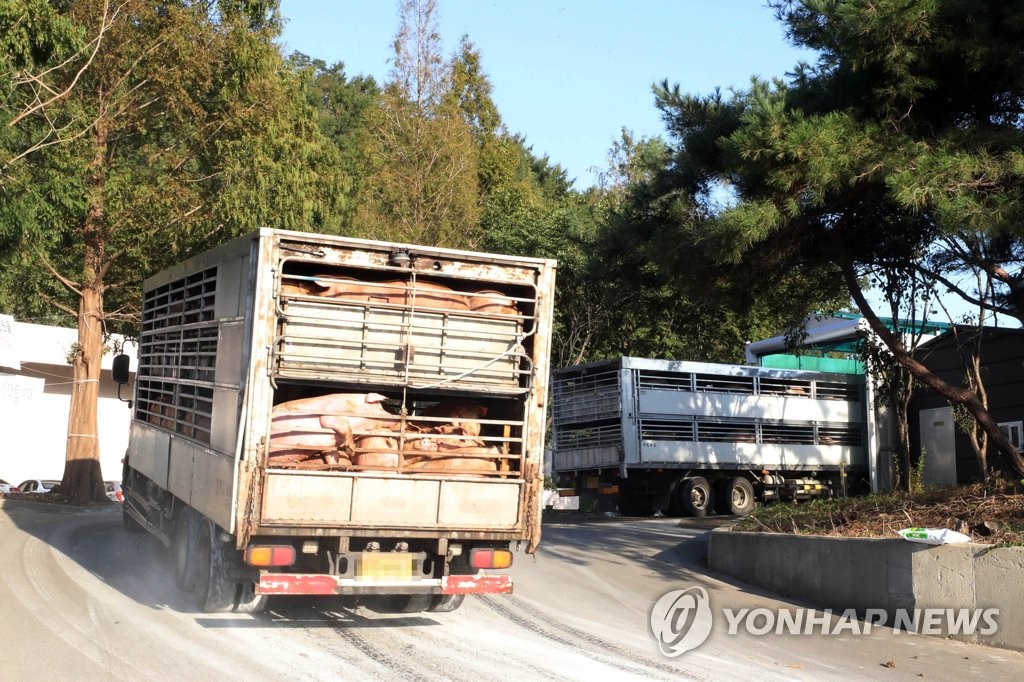도축장 향하는 돼지 운반차량