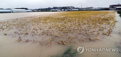 지난 3일 물에 잠긴 강릉 사천면 벼