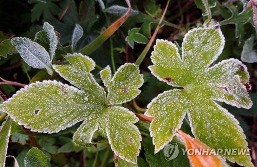 서리 내린 대관령
