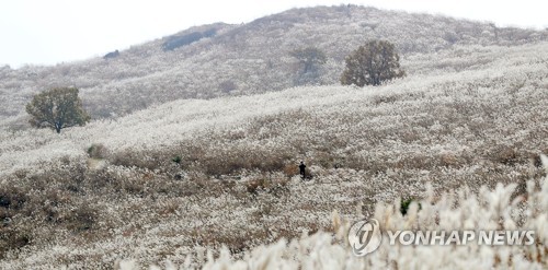 은빛 억새 물결