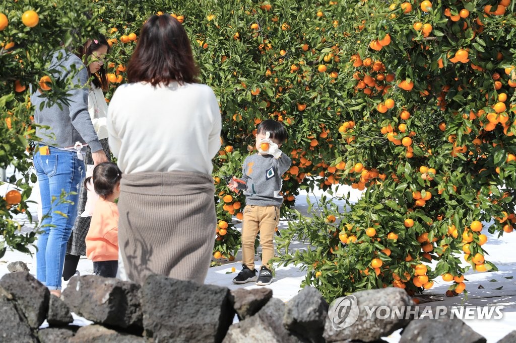 '감귤따기 체험 재미 짱'