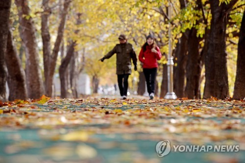 추운 날씨에도 여전히 샛노란 단풍