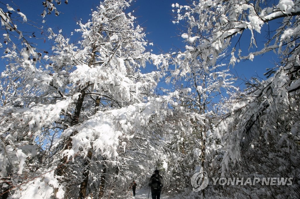눈꽃 핀 대관령 오르는 등산객