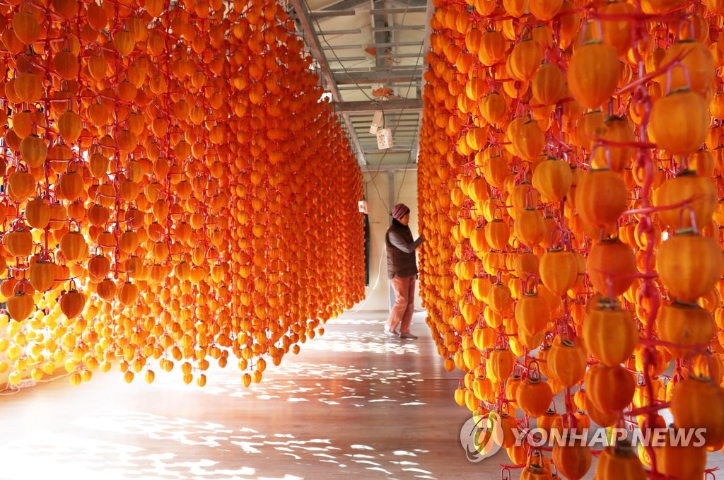 Drying persimmons Drying persimmons