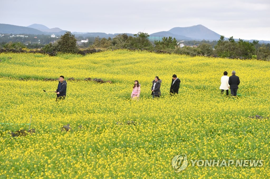 '유채꽃과 함께하는 겨울'