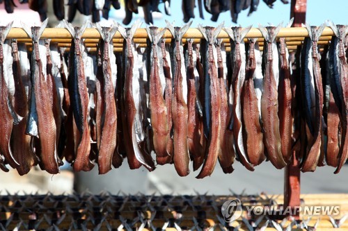 건조되는 과메기