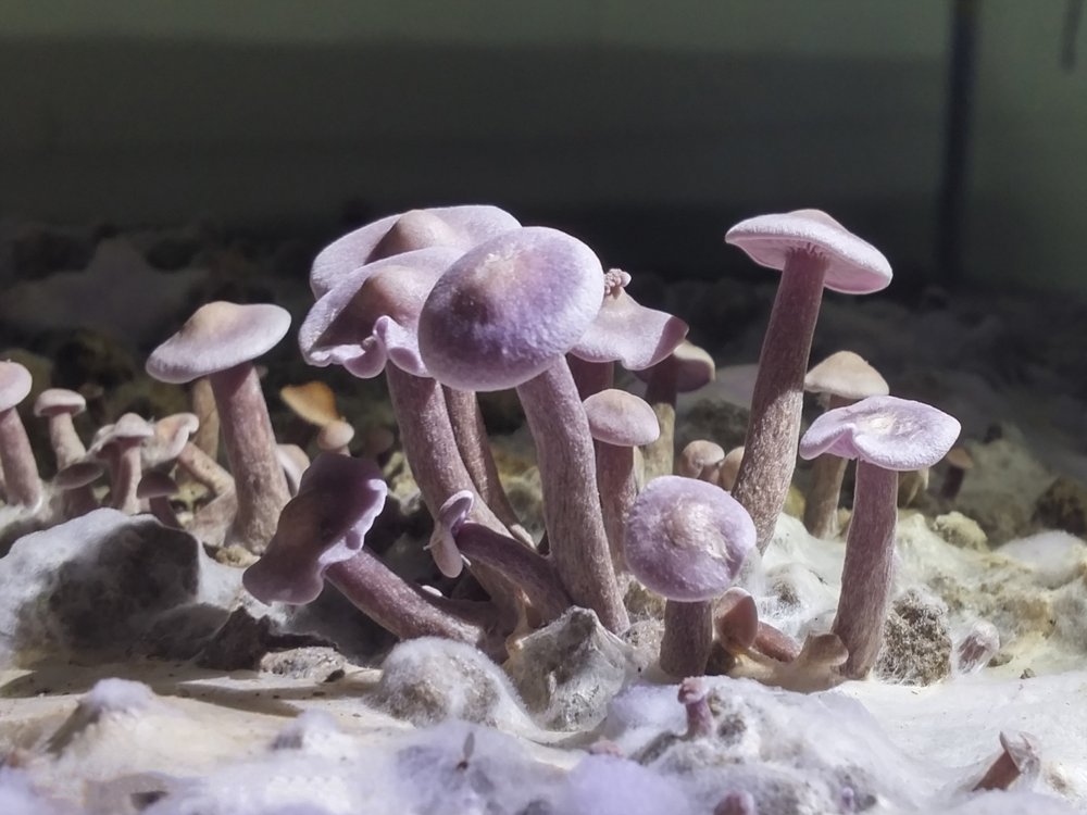충북 농기원, 야생 민자주방망이버섯 인공재배 성공