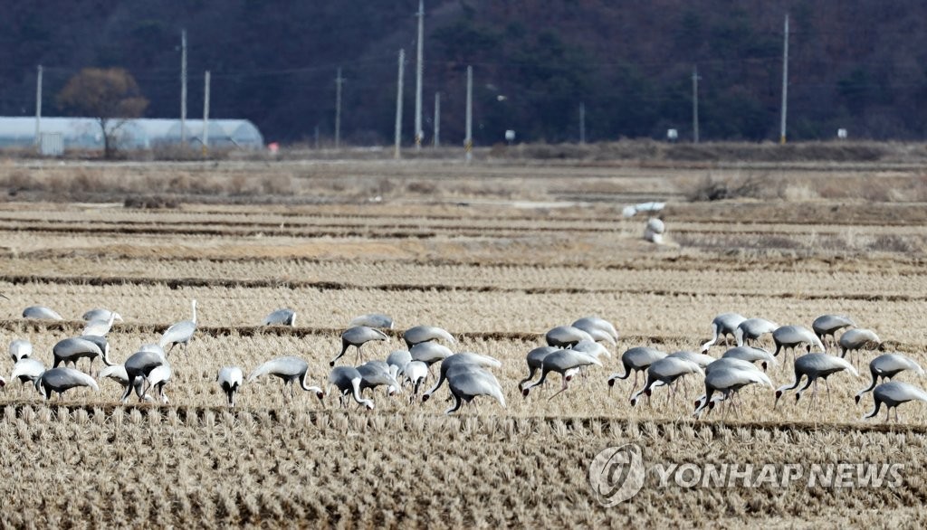 철원, 두루미의 낙원