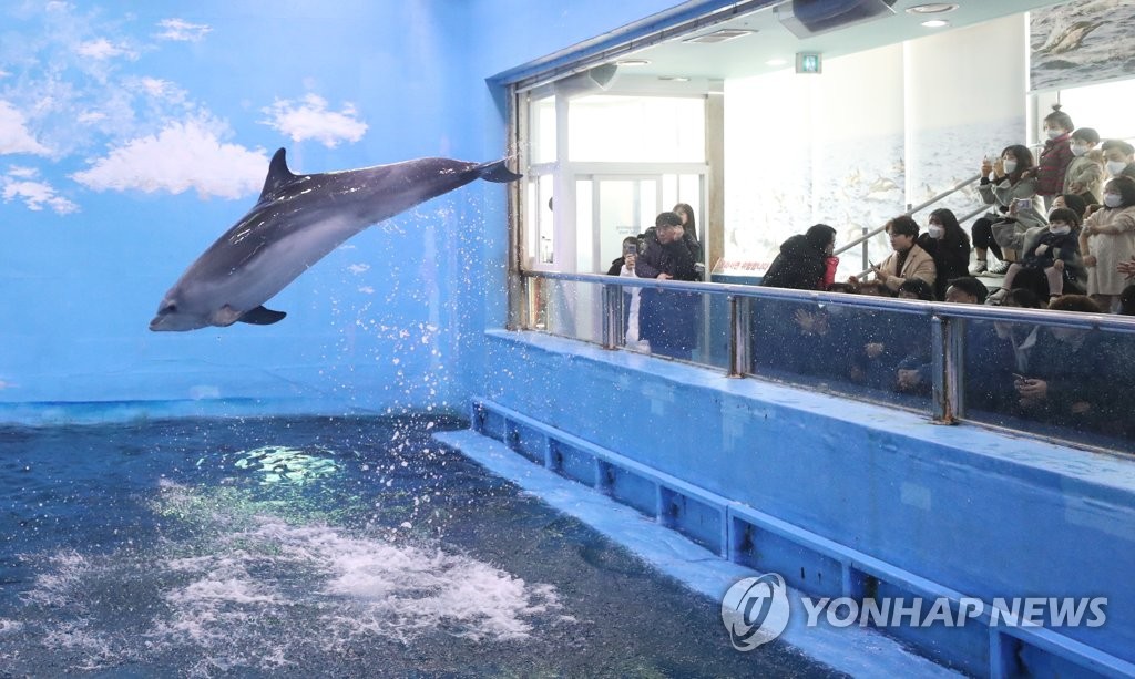 물 위로 솟구친 돌고래 '고장수'