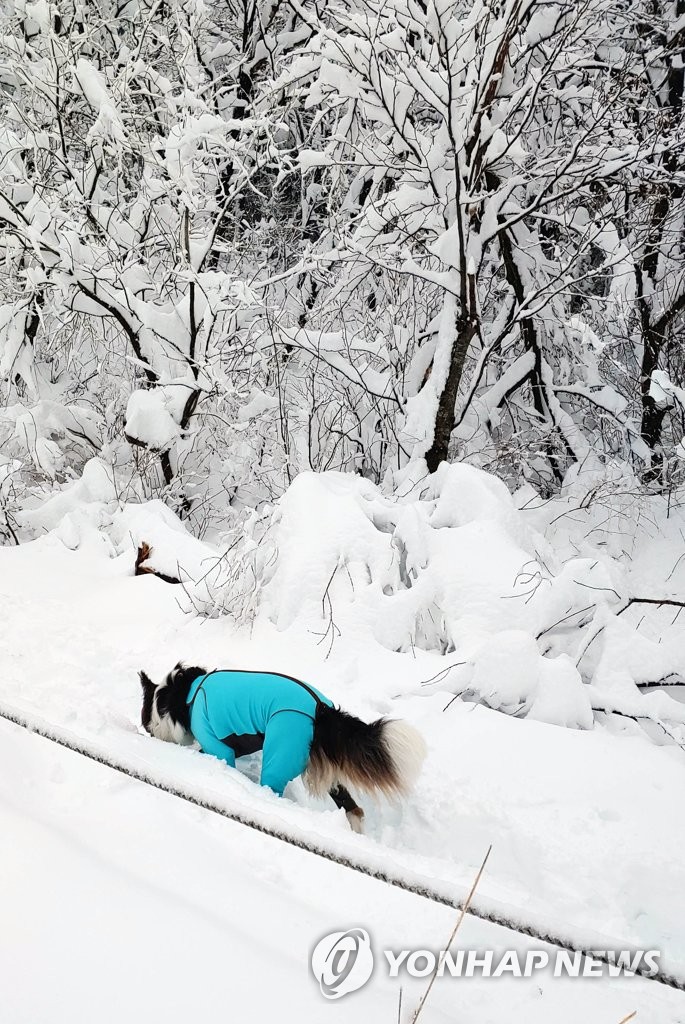설경 구경 나선 견공