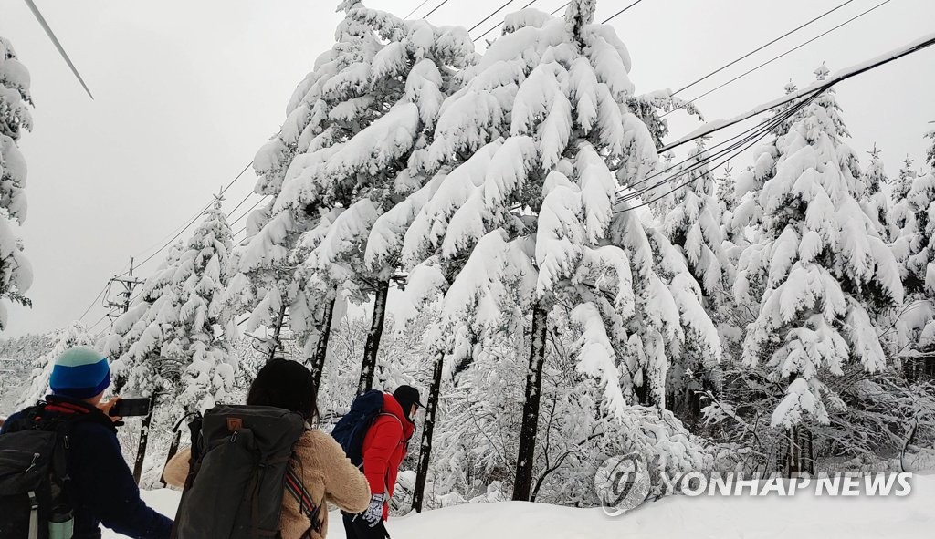대관령 환상적인 설경
